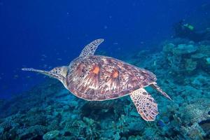 turtle coming to you underwater photo