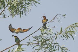 Bee eater on the tree photo