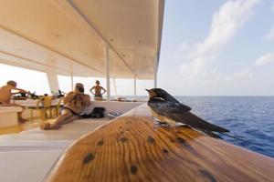 pájaro golondrina veloz en el barco foto