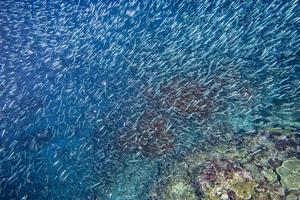 casa de corales de mar rojo para peces foto