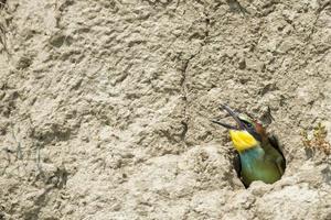 A bee eater in the nest photo