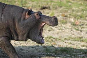 angry hyppopotamus portrait photo