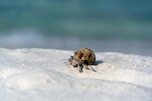 Hermit crab on white sand tropical paradise beach photo