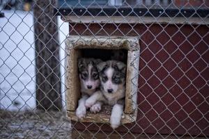 puppy two months old husky dog photo