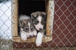 cachorro perro husky de dos meses foto