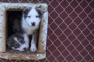 puppy two months old husky dog photo