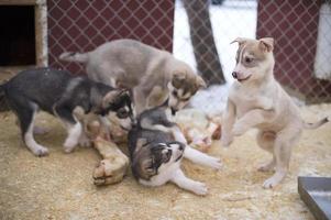 puppy two months old husky dog photo