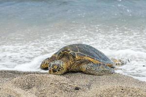 Green Turtle on sandy beach in Hawaii photo