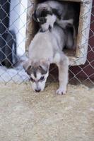puppy two months old husky dog photo