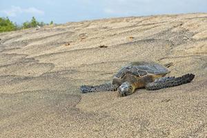 Green Turtle on sandy beach in Hawaii photo