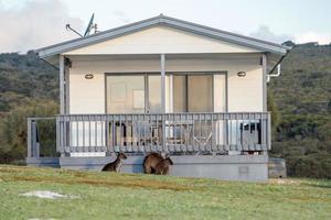 Puzzled kangaroo portrait outside house photo