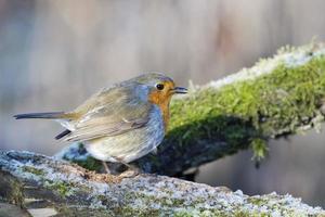 robin bird red breast in winter time photo