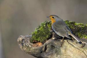 robin bird red breast photo