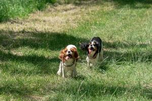 chevalier king puppy newborn running on grass photo