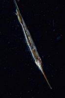 razor fish on black photo