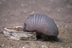 retrato de armadillo en el zoológico foto