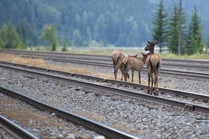 elk deers on the rails photo