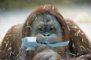 orang utan monkey close up portrait photo