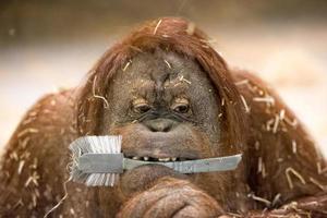 orang utan borneo monkey while holding a dish brush in the mouth photo