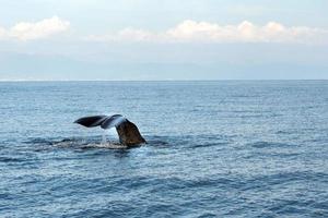 Sperm whale in the mediterranean sea close up photo