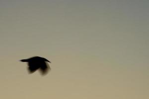 desenfoque de gaviota mientras vuela una exposición prolongada foto