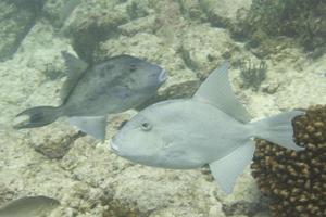 Trigger fish close up photo