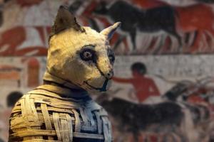 egyptian mummy cat found inside tomb photo