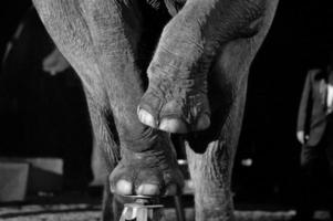 Elefante de circo de cerca foto