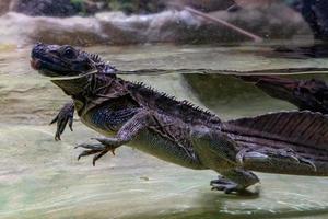 soa soa water lizard from philippines photo