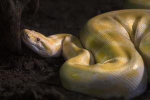 yellow python on a tree photo