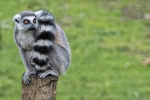 mono lémur en el zoológico foto