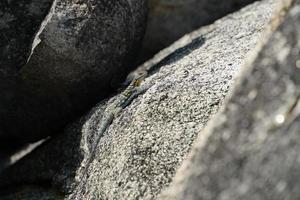 Baja California Rock Lizard photo