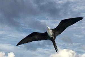 pájaro fragata volando foto