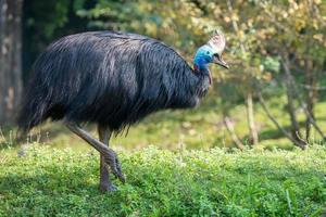 cassowary giant bird portrait close up photo