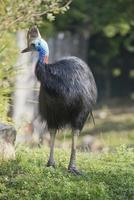 cassowary portrait in the park photo