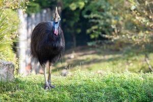cassowary giant bird portrait close up photo