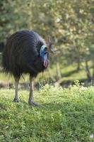 cassowary portrait in the park photo