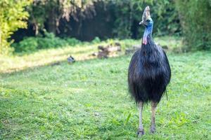 cassowary giant bird portrait close up photo