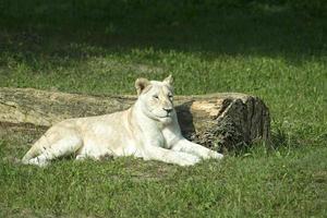 WHITE FEMALE LION photo