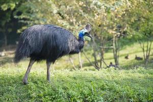 cassowary portrait in the park photo