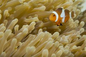 An isolated clown fish looking at you in Cebu Philippines photo