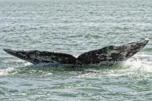 grey whale tail going down in ocean photo