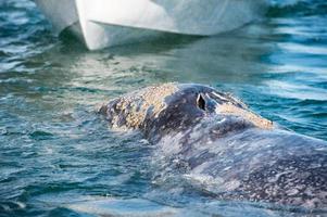 grey whale approaching a boat photo