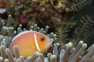 An isolated clown fish looking at you in Cebu Philippines photo