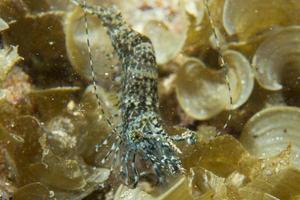 A blue shrimp while night diving in Cebu, Philippines photo