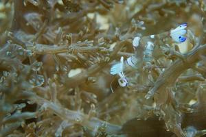 un camarón transparente sobre coral blando en cebu, filipinas foto