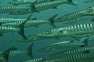 dentro de una escuela de barracuda en sipadan, borneo, malasia foto