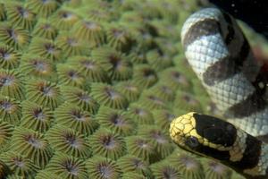 The poisonus black and white sea snake on hard coral in Cebu Philippines photo