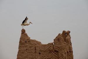 A ciconia nest in Ait Benhaddou Maroc location of gladiator movie