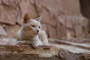 A cat relaxing in the ruins of Ait Benhaddou Maroc location of gladiator movie
